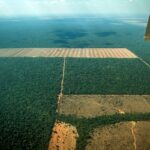 ‘The Economist’ elogia ações do Brasil para salvar as florestas – CartaCapital