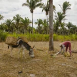 ‘Único caminho para adiar o fim do mundo’ — Brasil de Fato