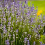 4 opções para renovar as energias – CartaCapital