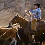 A fúria de pecuaristas americanos com plano de Trump de comprar carne