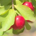 Acerola está em época de colheita