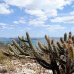 Bancos de desenvolvimento anunciam R$ 100 milhões para preservação da Caatinga – CartaCapital