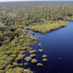 COP30: quarto leilão do Eco Invest terá foco exclusivo na Amazônia