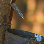 Começa a sangria nos seringais de SP