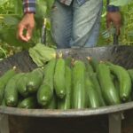 Cultivo de pepino ajuda na renda da pequena propriedade rural