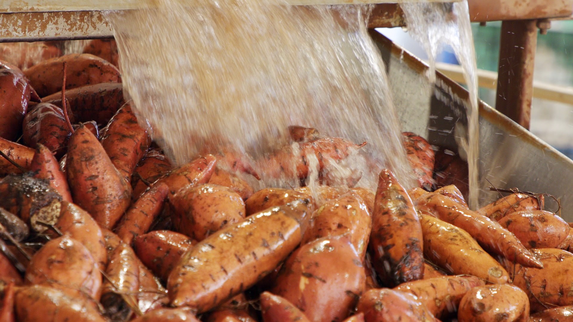 Estiagem derruba produção de batata-doce no Oeste Paulista