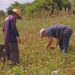Falta de mão-de-obra no campo preocupa produtores rurais