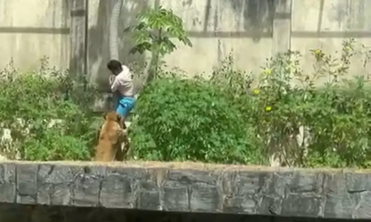 Homem morre após invadir jaula de leoa em zoológico na Paraíba – CartaCapital