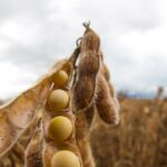 Inadimplência no agro bate recorde e chega a 8,1%