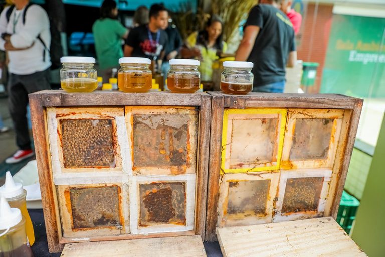 Alimentos - mel - mel de abelha - apicultura - apicultor - O Dia Nacional da Abelha é comemorado em 3 de outubro