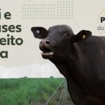 Menos arroto de boi: conheça sistema desenvolvido na Amazônia que reduz emissão de metano