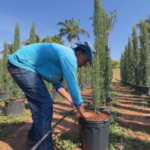 Mercado de tuias e ciprestes aquece no final do ano