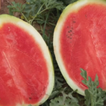 Produtores colhem safra de melancia em SP