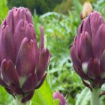 Produtores de alcachofra aproveitam a safra para lucrar com turismo rural