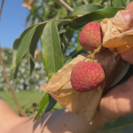 Produtores de lichia estão otimistas com a safra