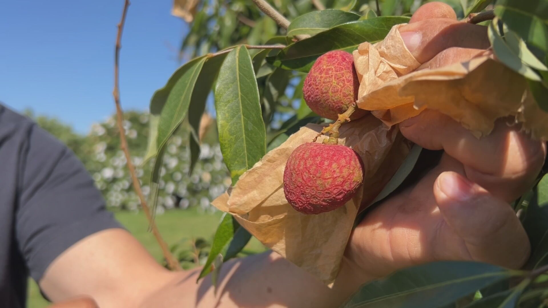 Produtores de lichia estão otimistas com a safra
