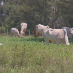 Reforma de pastagem ajuda a aumentar os ganhos com o rebanho