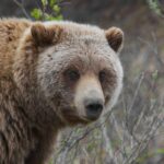 Urso ataca grupo escolar e deixa 11 feridos no Canadá – CartaCapital