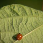 Virada sustentável no Cerrado: agricultura regenerativa reduz emissões de poluentes em fazendas do sudoeste de Goiás