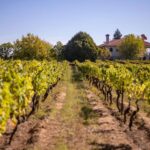 A águia brasileira que pousou no Dão – CartaCapital