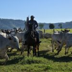 Acordo UE-Mercosul: Parlamento Europeu aprova medidas de proteção mais rígidas para o agro
