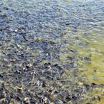 Após polêmica com tilápia, suspensão da lista de invasoras permite inclusão e retirada de espécies