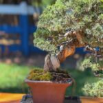 Bonsai de café chama atenção no interior de SP