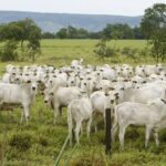 Brasil supera EUA e lidera produção de carne bovina em 2025