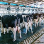 Comissão debate situação dos produtores de leite no Sudoeste baiano – Notícias