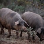 Espanha investiga 5 laboratórios por possível fuga do vírus da peste suína – CartaCapital