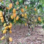 Lei reconhece Ilhéus, na Bahia, como Capital Nacional da Rota do Cacau e do Chocolate – Notícias