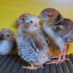 Mini galinhas podem medir até 15 centímetros de altura