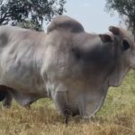Pecuaristas do interior de SP apostam na inseminação artificial para aumentar produção