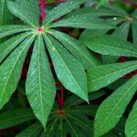 Sobras da mandioca derrubam custo da alimentação bovina