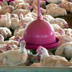 China encerra embargo e libera frango do RS após surto sanitário – CartaCapital