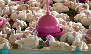 China encerra embargo e libera frango do RS após surto sanitário – CartaCapital