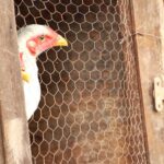 China encerra embargo e libera importação de carne de frango do RS