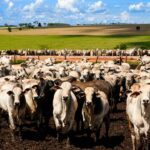 China impõe cota e tarifa de 55% em carne bovina do Brasil