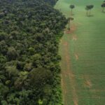 Esvaziamento da Moratória da Soja põe em risco reputação do país, dizem ambientalistas – CartaCapital
