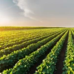 IBGE prevê safra recorde de 346 milhões de toneladas em 2025