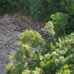 Justiça condena pecuarista que desmatou Amazônia a pagar multa de R$ 514 mil – CartaCapital