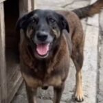 O que se sabe sobre o caso do cão Orelha, que morreu após ser agredido em SC – CartaCapital