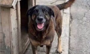 O que se sabe sobre o caso do cão Orelha, que morreu após ser agredido em SC – CartaCapital