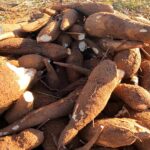 'Perder uma roça é perder uma vida': o drama dos indígenas do Amapá causado pela vassoura-de-bruxa da mandioca