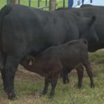 Brangus é rústico e tem carne de qualidade