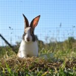 Brasil quase virou produtor de carne de coelho mas fracassou