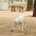 Estatuto dos Cães e Gatos prevê penas para quem maltratar animais