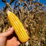 Etanol de milho vira aposta do agronegócio brasileiro