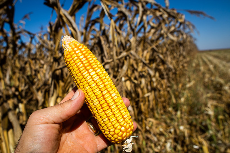Etanol de milho vira aposta do agronegócio brasileiro