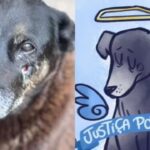 MP pede exumação do cão Orelha e novas diligências no caso – CartaCapital